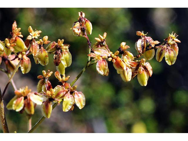 Eriogonum alatum var. alatum (Winged buckwheat) #48882