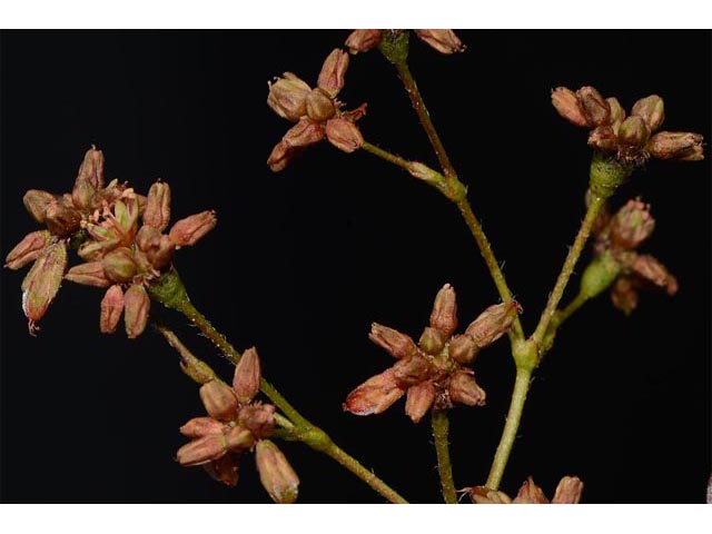 Eriogonum alatum var. alatum (Winged buckwheat) #48888