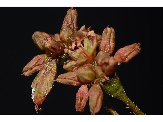 Eriogonum alatum var. alatum (Winged buckwheat) #48889
