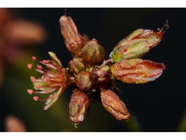 Eriogonum alatum var. alatum (Winged buckwheat) #48904