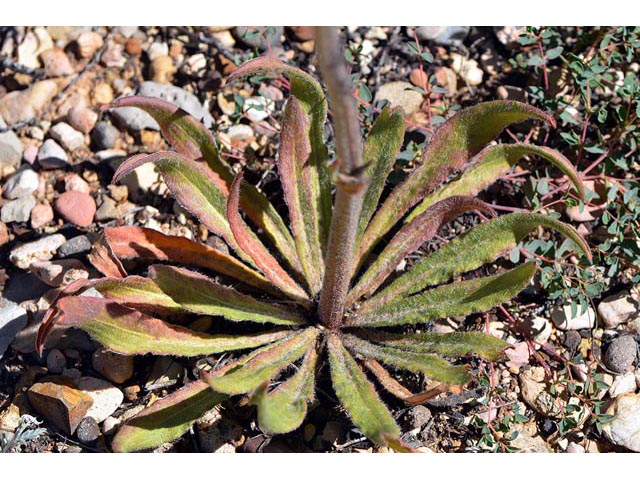 Eriogonum alatum var. alatum (Winged buckwheat) #48918