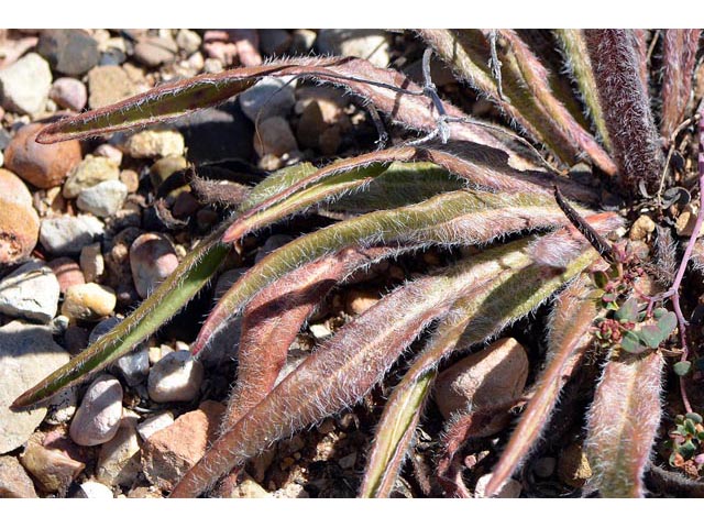 Eriogonum alatum var. alatum (Winged buckwheat) #48921