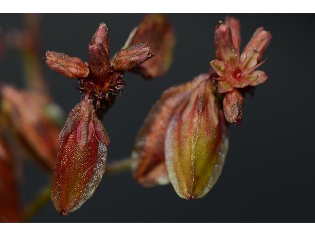 Eriogonum alatum (Winged buckwheat) #48955