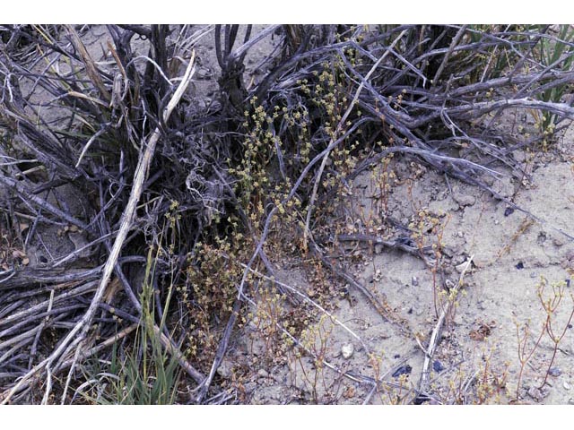 Eriogonum ampullaceum (Mono buckwheat) #50088