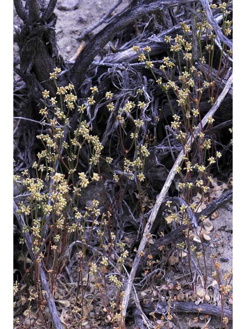 Eriogonum ampullaceum (Mono buckwheat) #50091