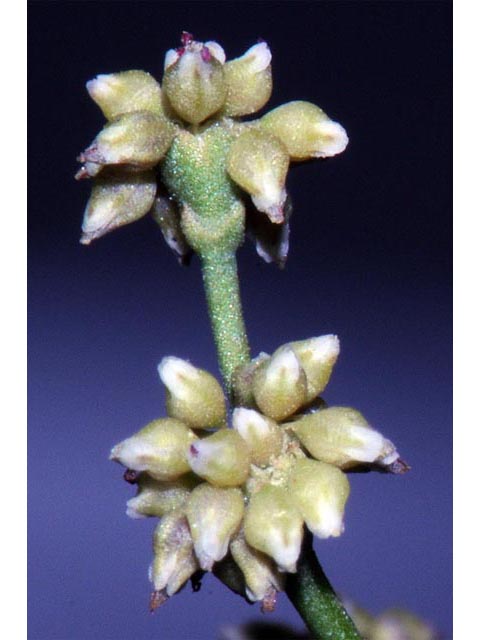 Eriogonum ampullaceum (Mono buckwheat) #50118