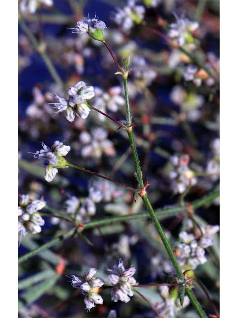 Eriogonum angulosum (Anglestem buckwheat) #50120