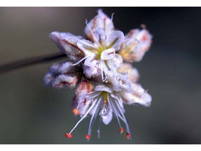 Eriogonum angulosum (Anglestem buckwheat) #50125