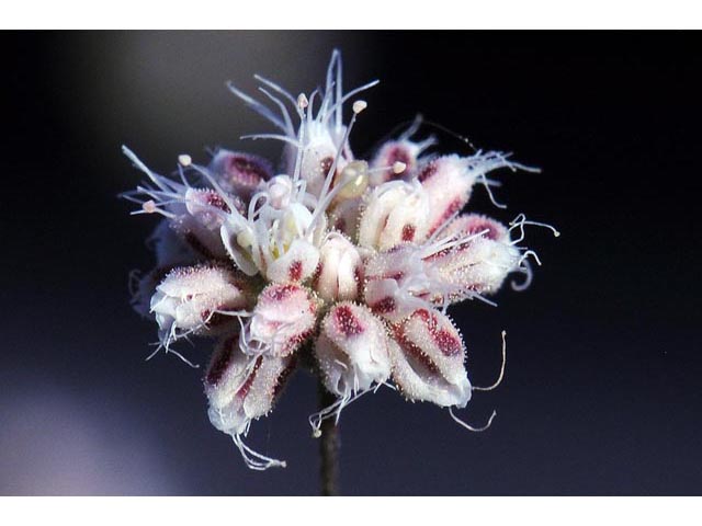 Eriogonum angulosum (Anglestem buckwheat) #50135