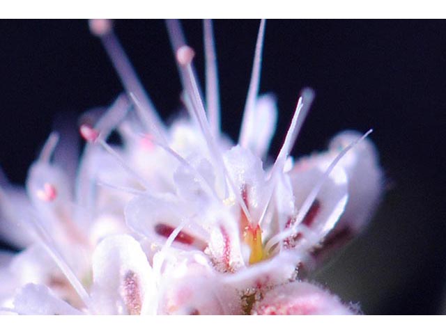 Eriogonum angulosum (Anglestem buckwheat) #50148