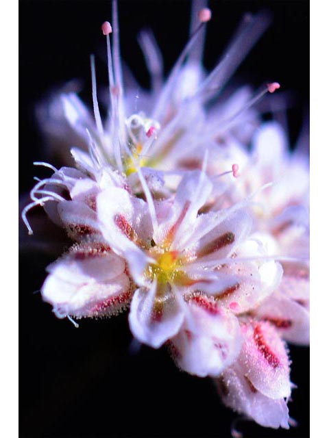 Eriogonum angulosum (Anglestem buckwheat) #50150