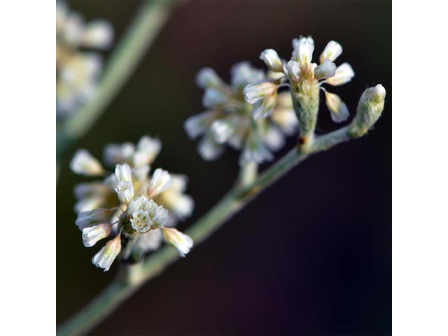 Eriogonum annuum (Annual buckwheat) #50480