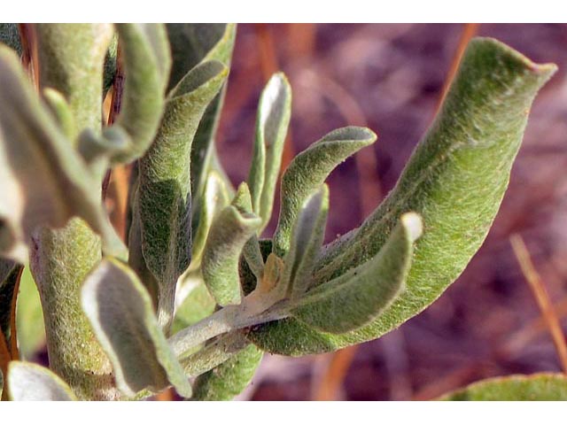 Eriogonum annuum (Annual buckwheat) #50486