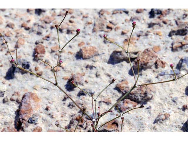 Eriogonum apricum (Ione buckwheat) #50492