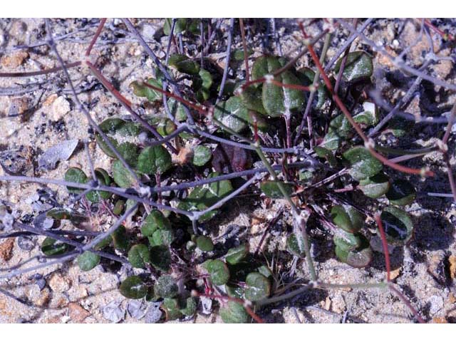 Eriogonum apricum (Ione buckwheat) #50494