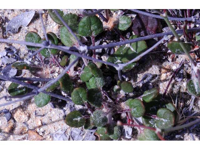 Eriogonum apricum (Ione buckwheat) #50495