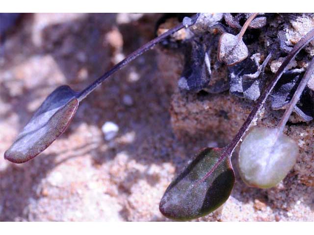 Eriogonum apricum (Ione buckwheat) #50498
