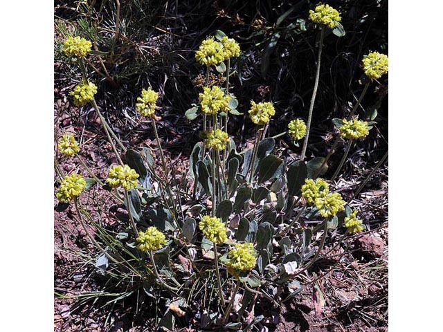 Eriogonum jamesii var. flavescens (Baker's buckwheat) #50514