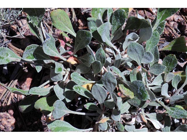 Eriogonum jamesii var. flavescens (Baker's buckwheat) #50530