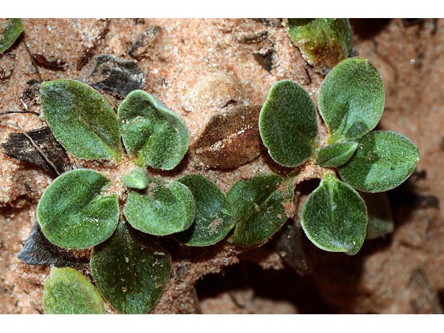 Eriogonum jamesii var. rupicola (Slickrock buckwheat) #50562