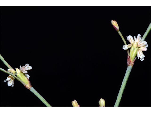 Eriogonum baileyi (Bailey's buckwheat) #50574