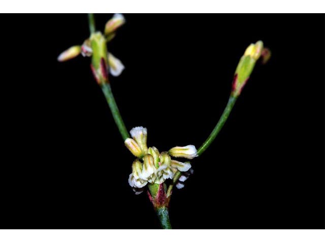 Eriogonum baileyi (Bailey's buckwheat) #50577