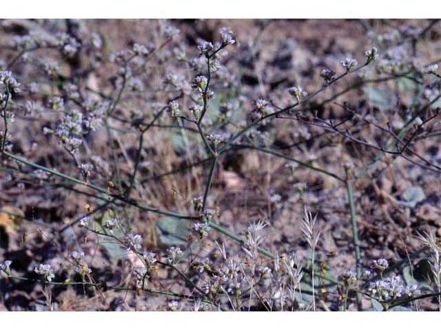 Eriogonum bifurcatum (Pahrump valley buckwheat) #50629