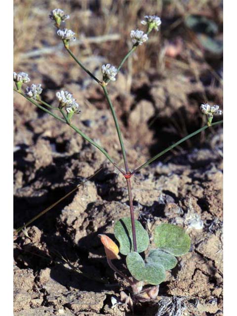 Eriogonum bifurcatum (Pahrump valley buckwheat) #50631