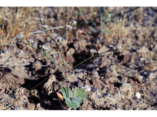 Eriogonum bifurcatum (Pahrump valley buckwheat) #50632