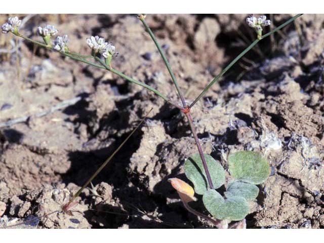 Eriogonum bifurcatum (Pahrump valley buckwheat) #50633