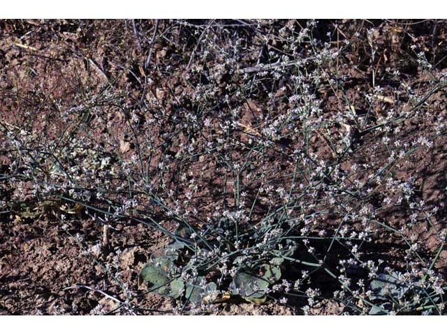 Eriogonum bifurcatum (Pahrump valley buckwheat) #50635