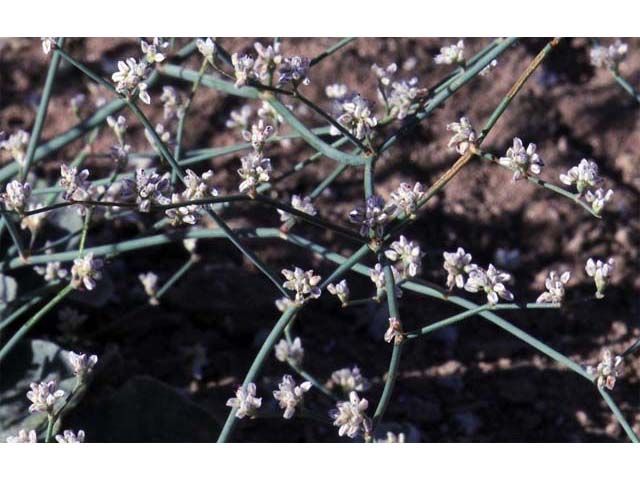 Eriogonum bifurcatum (Pahrump valley buckwheat) #50638