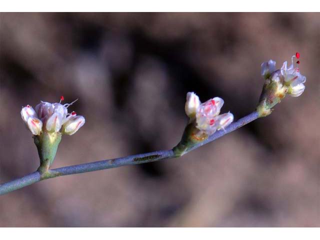 Eriogonum bifurcatum (Pahrump valley buckwheat) #50639