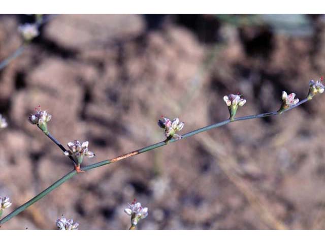 Eriogonum bifurcatum (Pahrump valley buckwheat) #50640