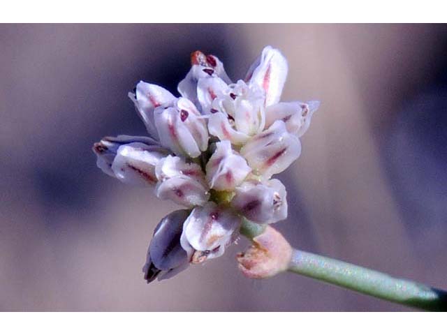 Eriogonum bifurcatum (Pahrump valley buckwheat) #50641