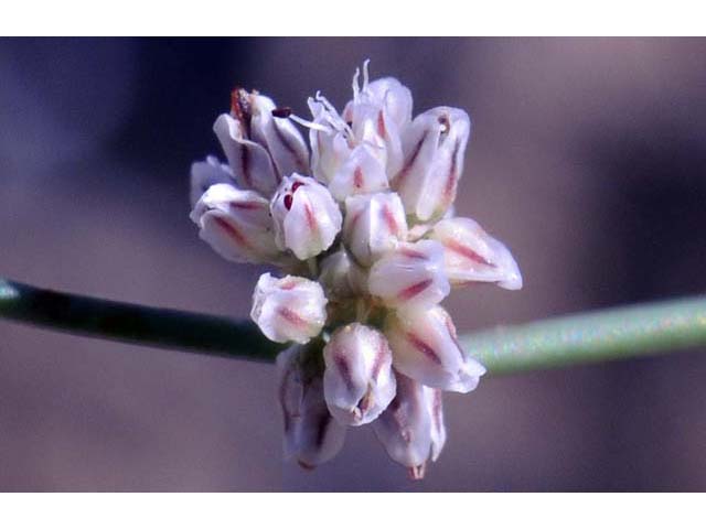 Eriogonum bifurcatum (Pahrump valley buckwheat) #50642