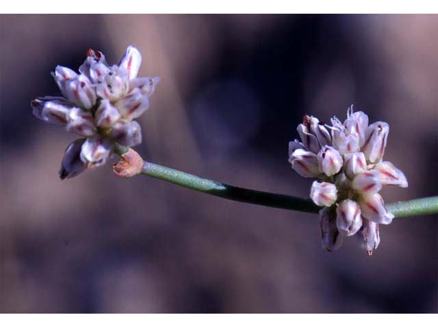 Eriogonum bifurcatum (Pahrump valley buckwheat) #50643