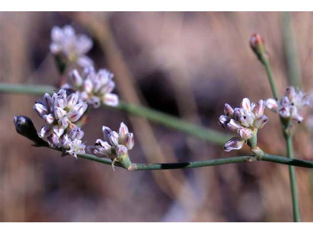Eriogonum bifurcatum (Pahrump valley buckwheat) #50644
