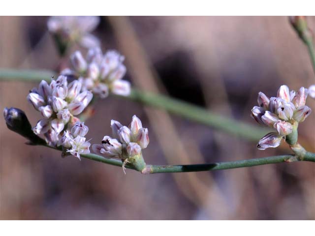 Eriogonum bifurcatum (Pahrump valley buckwheat) #50645