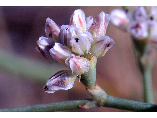 Eriogonum bifurcatum (Pahrump valley buckwheat) #50646