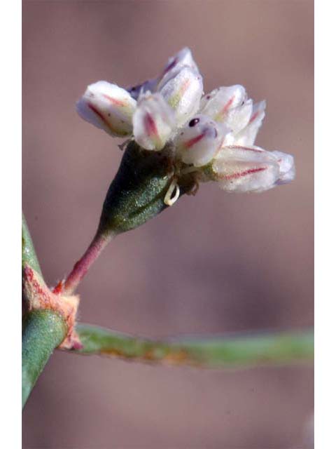 Eriogonum bifurcatum (Pahrump valley buckwheat) #50647