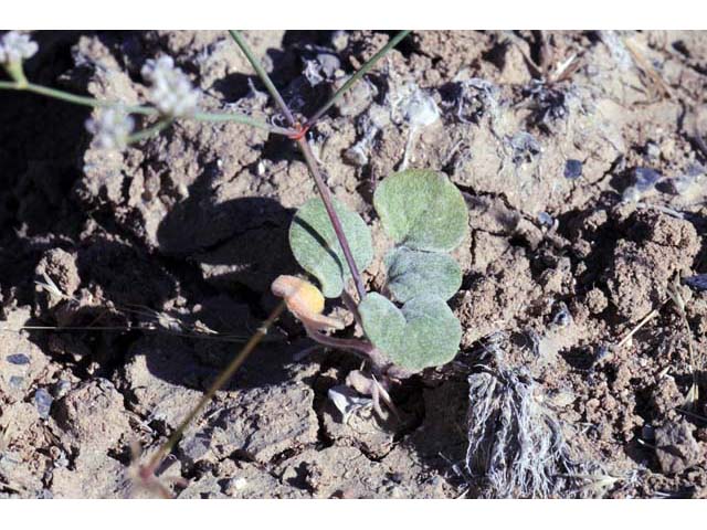 Eriogonum bifurcatum (Pahrump valley buckwheat) #50648