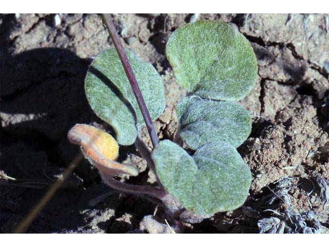Eriogonum bifurcatum (Pahrump valley buckwheat) #50649