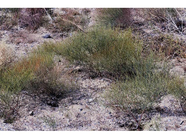 Eriogonum brachyanthum (Shortflower buckwheat) #50650