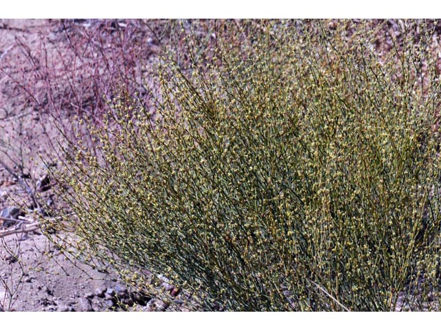 Eriogonum brachyanthum (Shortflower buckwheat) #50652