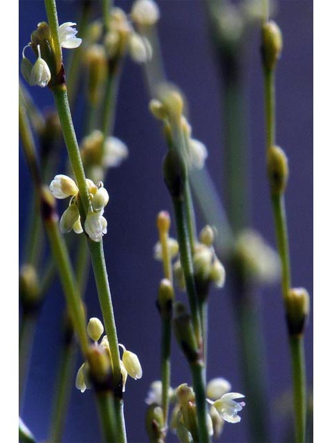 Eriogonum brachyanthum (Shortflower buckwheat) #50656