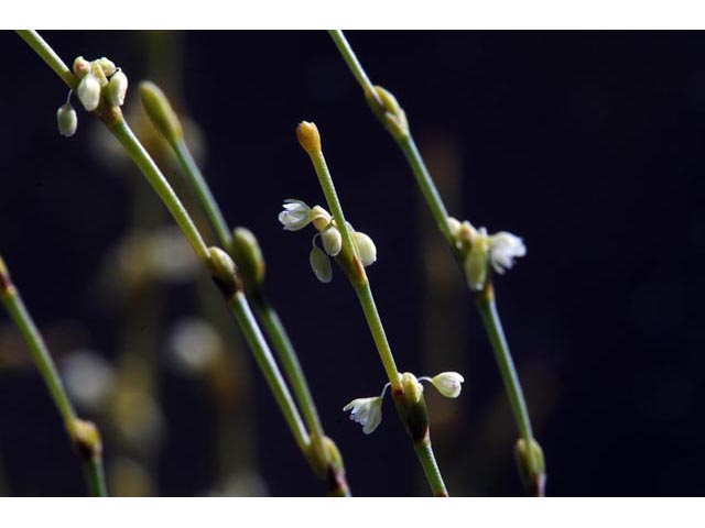 Eriogonum brachyanthum (Shortflower buckwheat) #50657