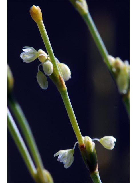 Eriogonum brachyanthum (Shortflower buckwheat) #50658