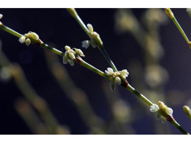 Eriogonum brachyanthum (Shortflower buckwheat) #50659