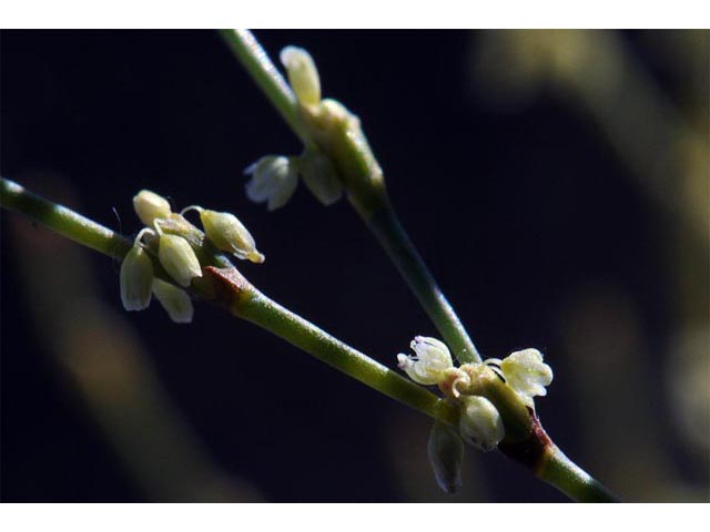 Eriogonum brachyanthum (Shortflower buckwheat) #50660